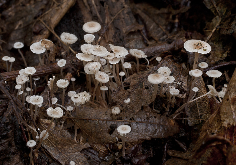 Collybia cookei